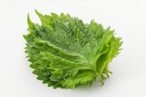 紫蘇の葉の水洗い