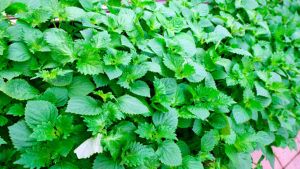 紫蘇の摘み取り